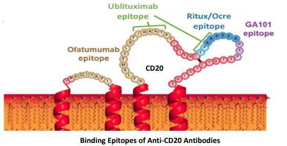 ublituximab+umbralisib组合疗法获FDA快速通道资格，用于慢性淋巴细胞白血。–LL）！_香港济民药业