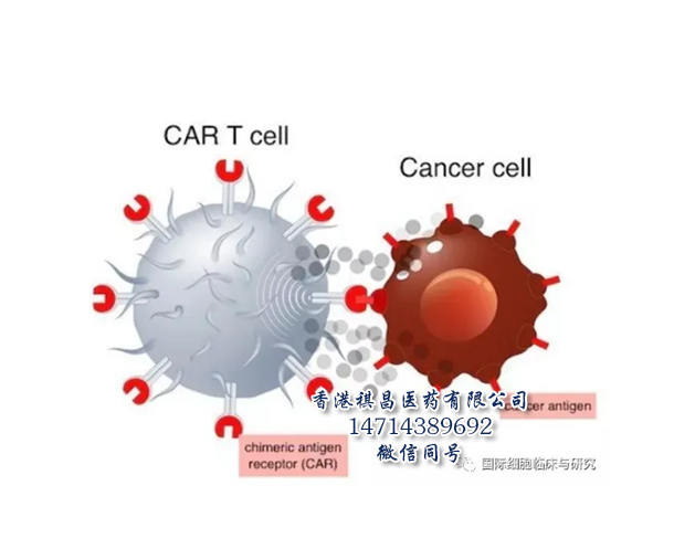 CAR-T细胞免疫疗法_