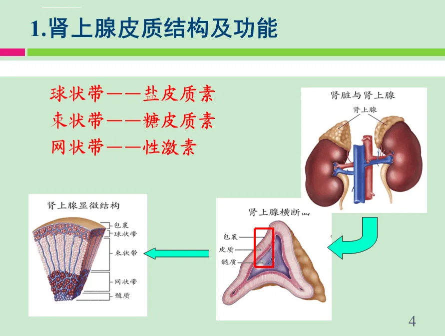 肾上腺皮质结构及功效_